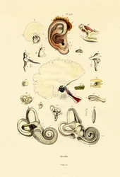 Ear